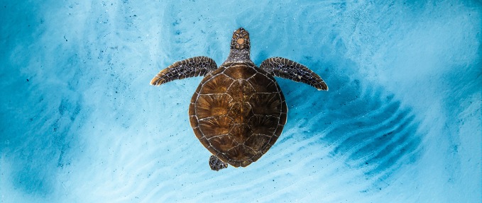 Ocean Film Festival World Tour 2026