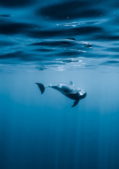 Ocean Film Festival World Tour 2022