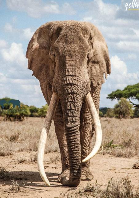 Saba Douglas-Hamilton - In the Footsteps of Elephants